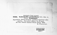 Erysiphe penicillata image